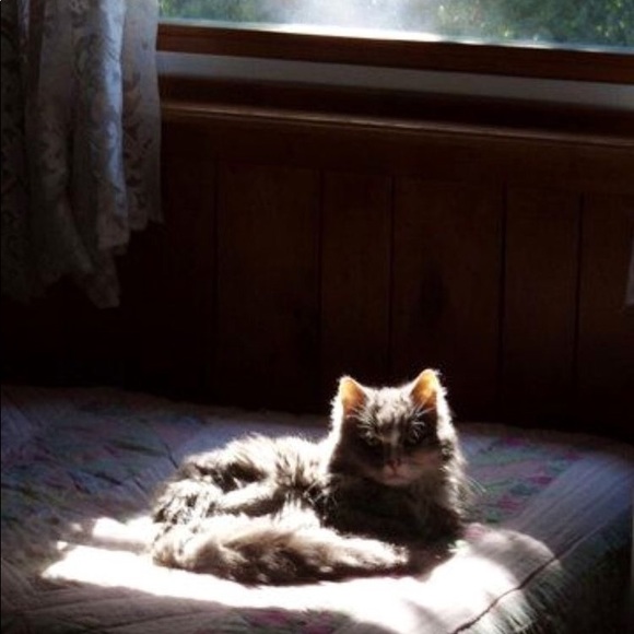 windowl1cker
